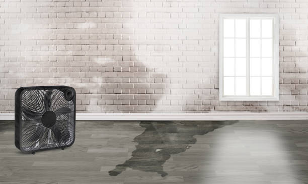 Best Professional water damage repair  in Fairview Shores, FL