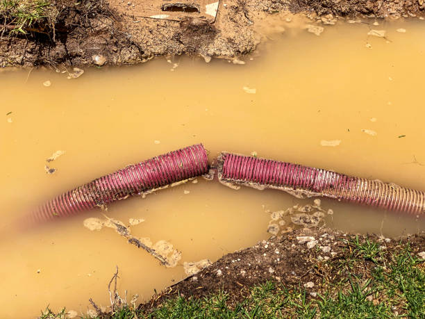 Best Carpet water damage restoration  in Fairview Shores, FL